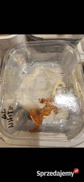 Gekon orzęsiony Lili white red harley Quinn