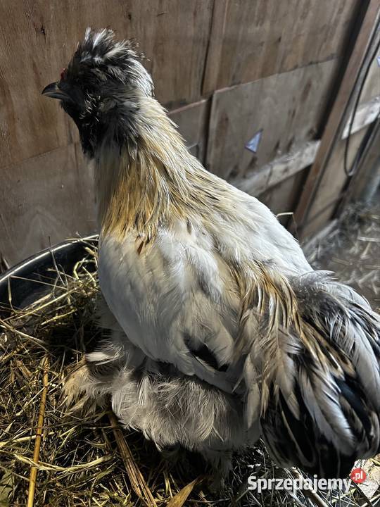 Koguciki z 2025 roku mixy Drób i ptactwo Pszczyna