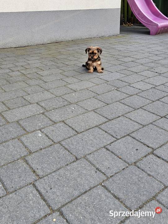 York terrier chłopczyk Chróścin