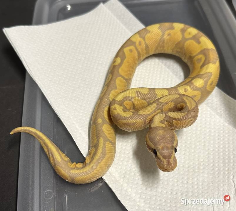 Pyton regius Banana Yellow Belly Gady i płazy