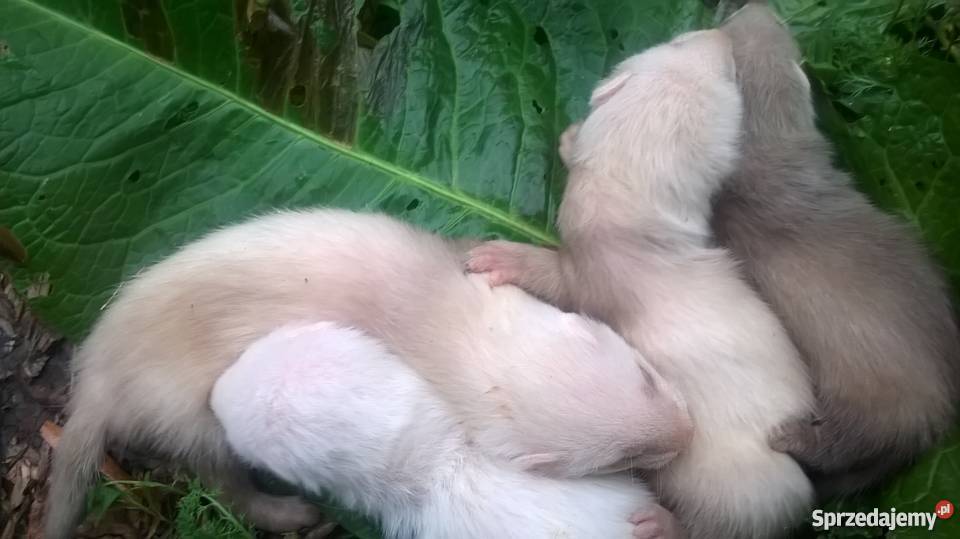 młode fretki Miejsce Piastowe