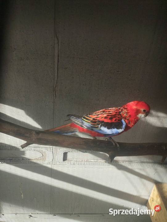 Sprzedam papugi rozelle białolice Sieczychy sprzedam