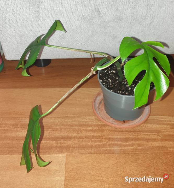 Monstera Minima Rhaphidophora tetrasperma Warszawa