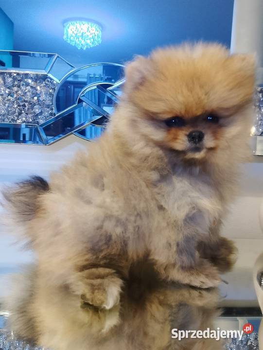SUCZKA szpic miniaturowy pomeranian Sochaczew