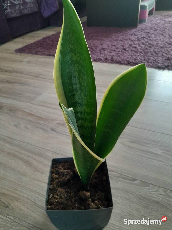 Sansewieria gwinejska Języki teściowej Wieliczka sprzedam