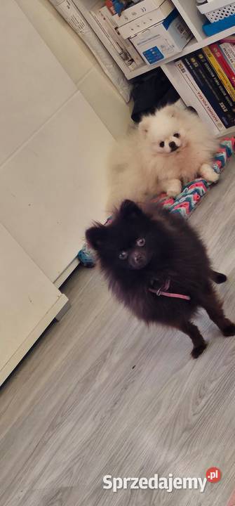 Pomeranian xxs reproduktor brązowy szpic