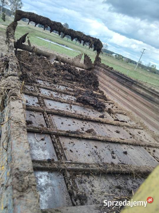 Rozrzutnik czarna białostocka