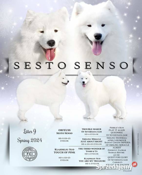 Samoyed szczeniak samiec do odbioru Sesto Senso Zduńska Wola