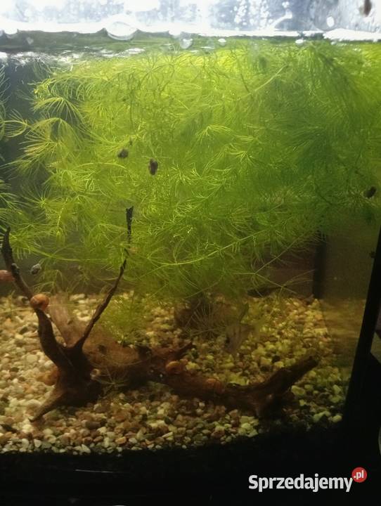 Naturalny antyglon i filtr Roślina akwarystyczna