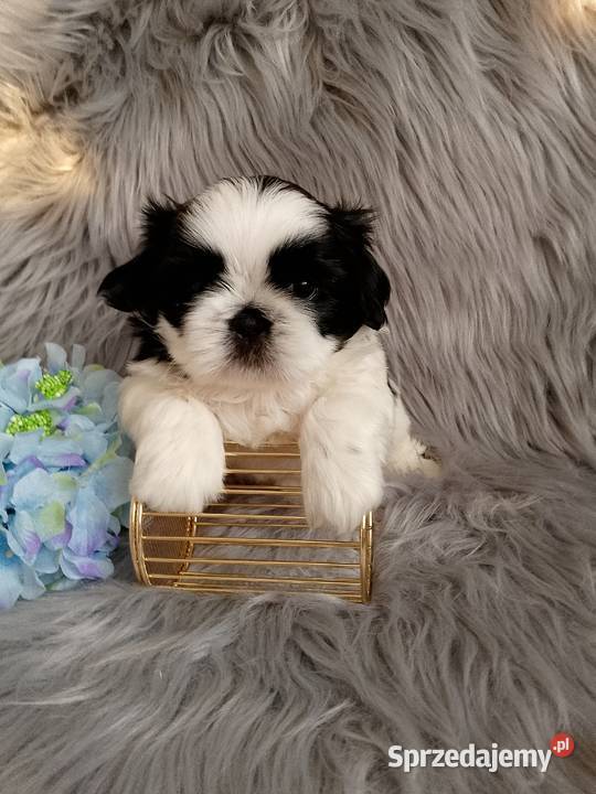 Śliczny piesek rasy ShihTzu Psy Kępno sprzedam