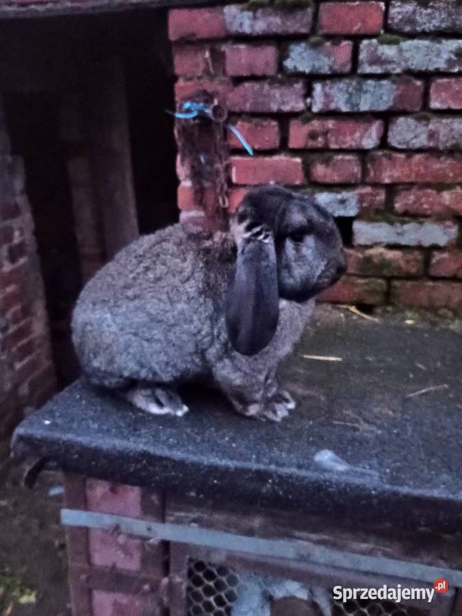 Sprzedam króliki Lgów