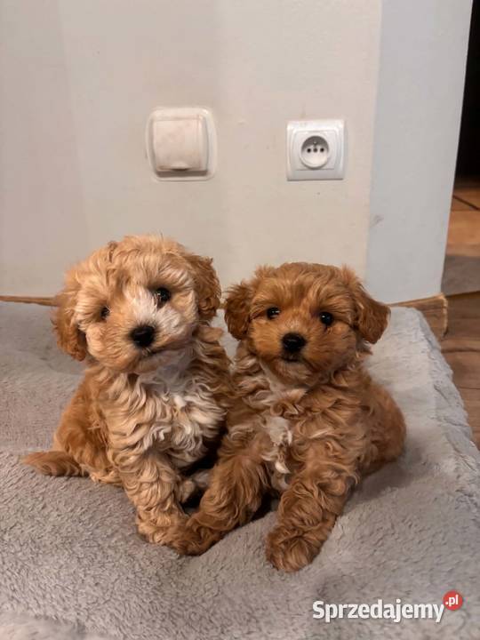 Malitipoo Miedźno