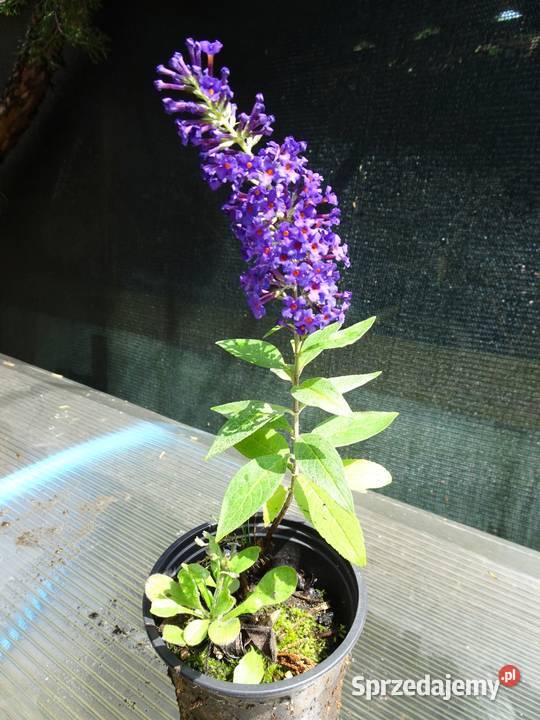 Krzew ogrodowy Budleja Davida motyli krzew Nowy Sącz