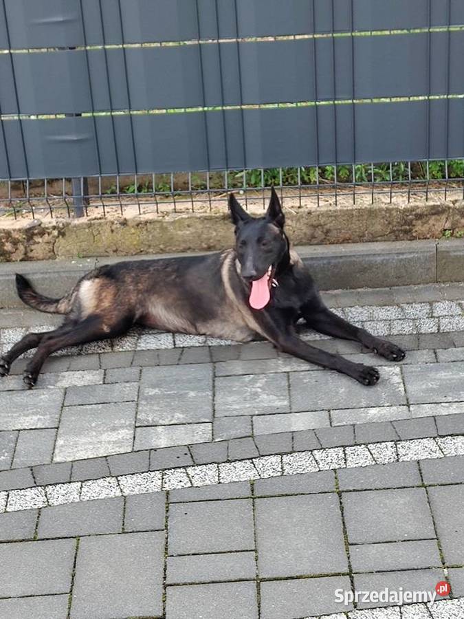 Owczarek Belgijski Milanois Częstochowa