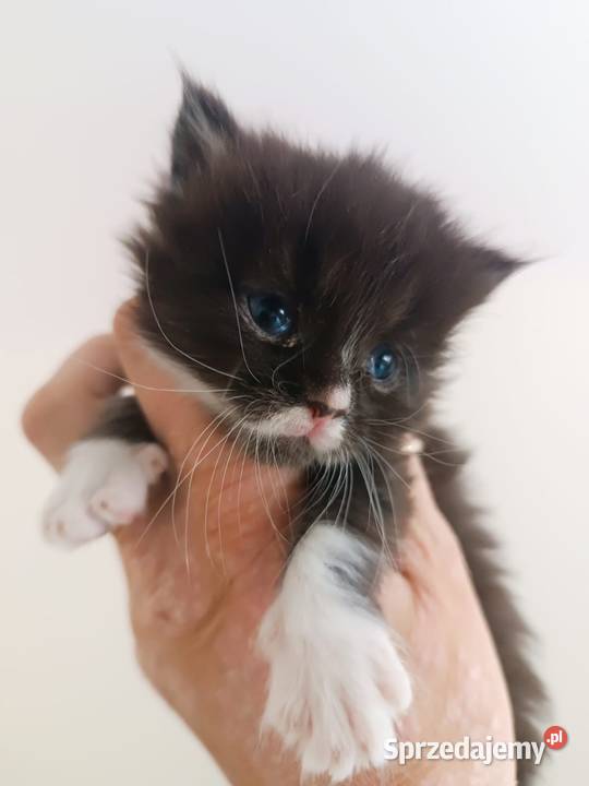 Kocurek Maine Coon Warlubie sprzedam