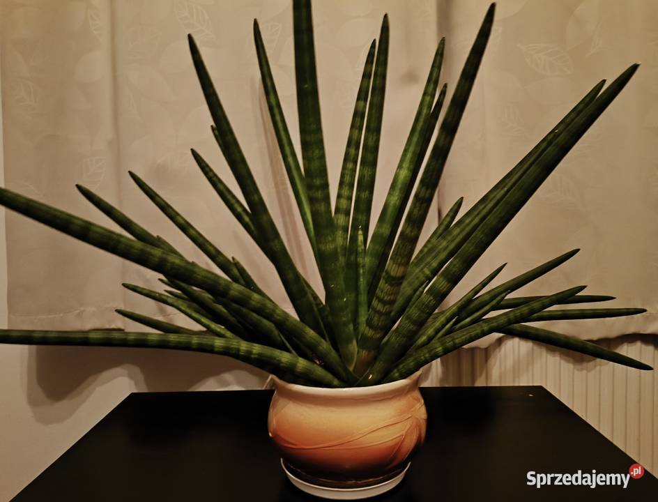Sansevieria z donicą duża