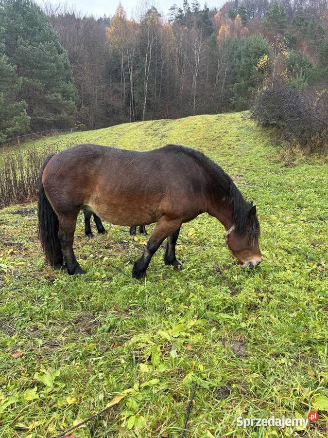 Likwidacja stada klacze PKZ Olchowa