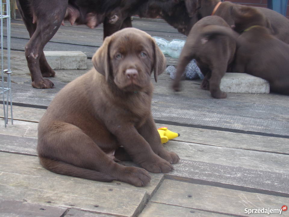 Sprzedam szczenięta labrador retriever Wrocław
