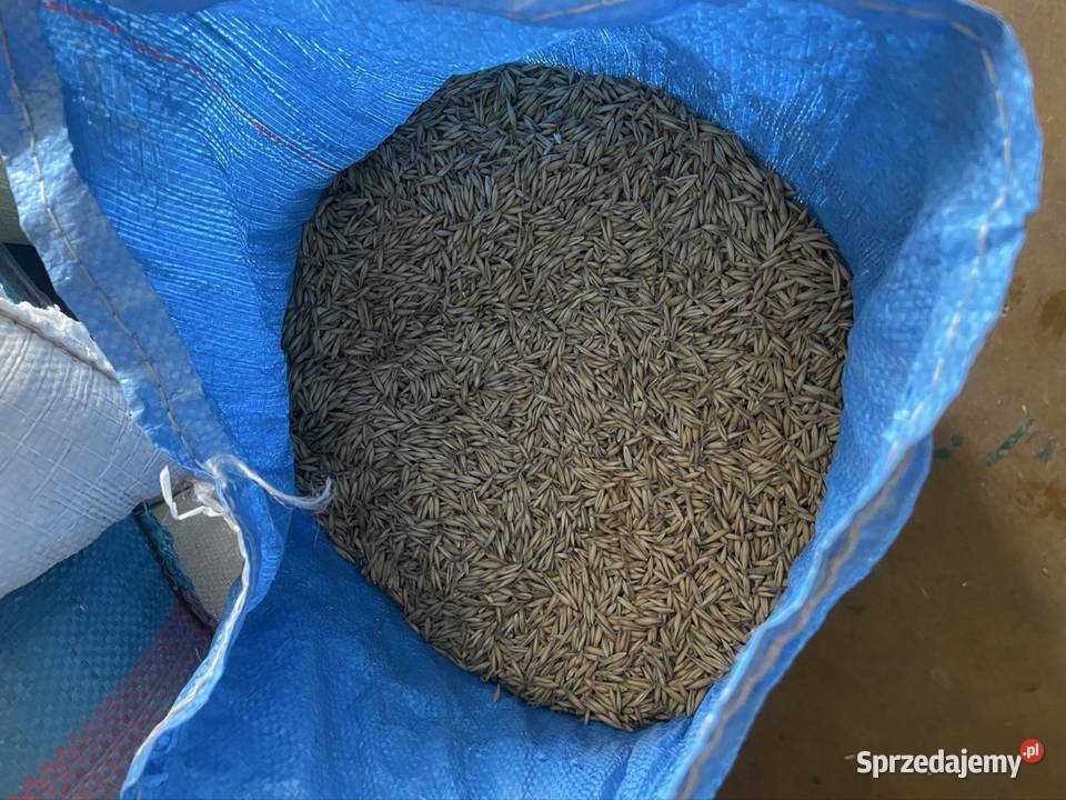 Zboże owies zbiór 2025r workowany Wadowice