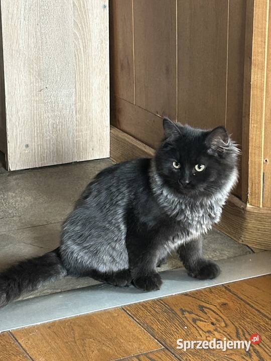 Kotek Syberyjski gotowy do odbioru Rybnik