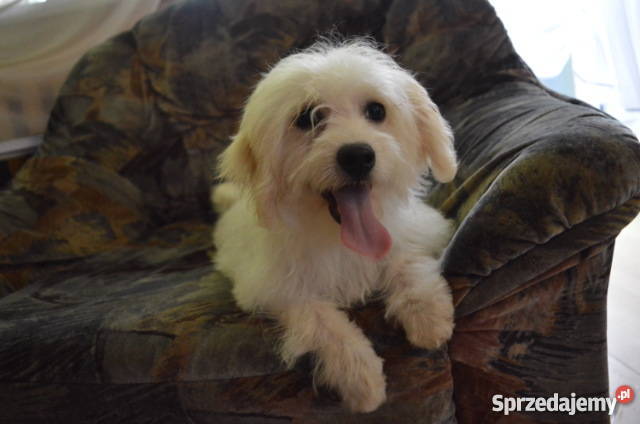 Maltipoo starsze szczeniaki 50 taniej na Konstantynów Łódzki