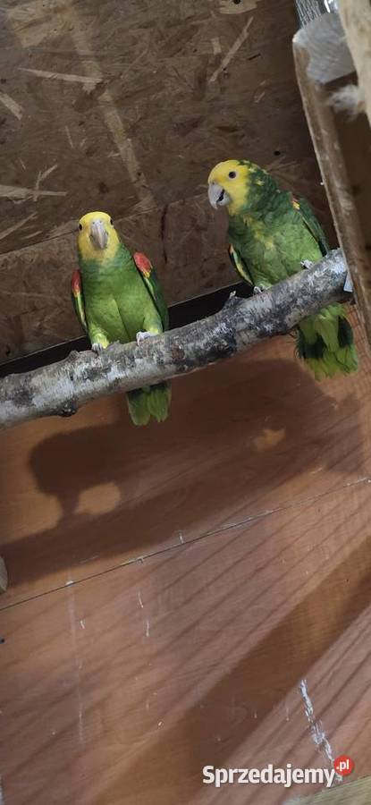 Sprzedam Amazonki Oratriksy Zakopane