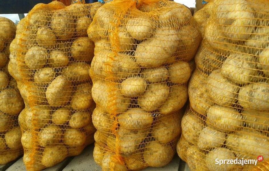 Ziemniaki wielkości sadzeniaka grube różne Tarnogród