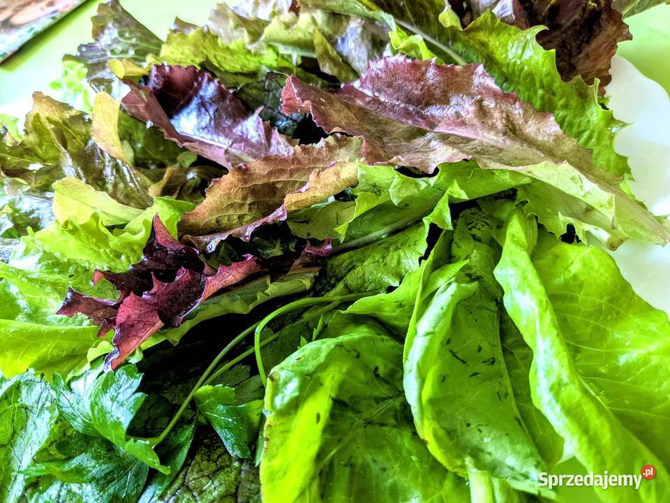 Sałata Musztardowa Pac Choi Tatsoi sałaty świata