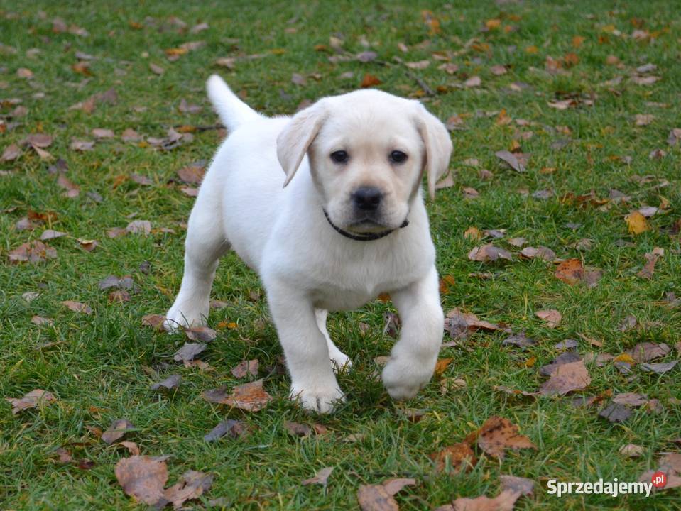 Labrador Retriever biszkoptowe Badania Żelechlinek