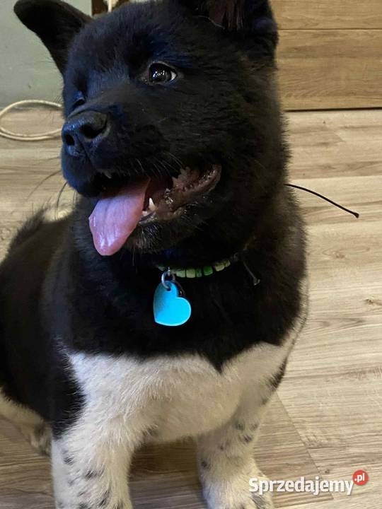 American Akita Dziewczynka Akita Bielawa