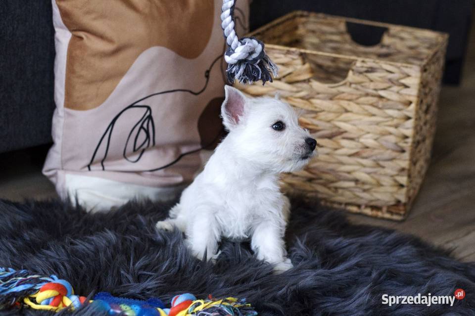 WEST szczeniaki z rodowodem ZKwP pomorskie Chojnice sprzedam