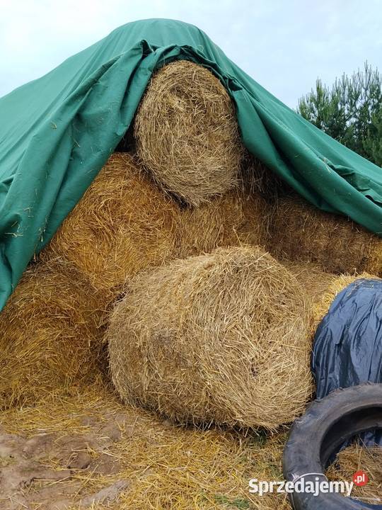 Sprzedam słomę 2025 Hodowla bydła Kazanów sprzedam