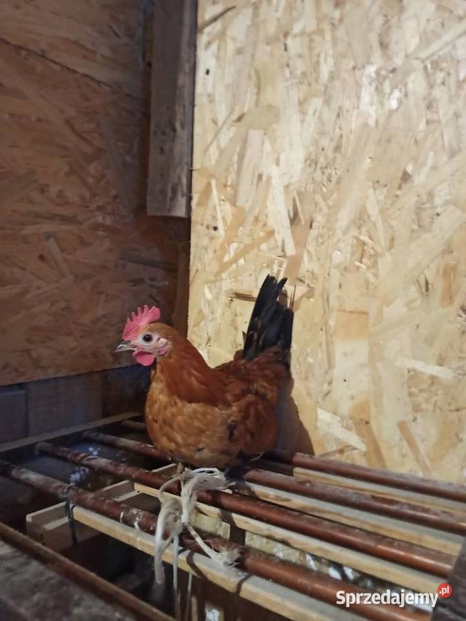 Koguty zargodowe i koguty liliputki Krasnystaw