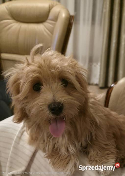 Do odbioru piesek Hawańczyk Championie FCI ZKwP mazowieckie Chrośla