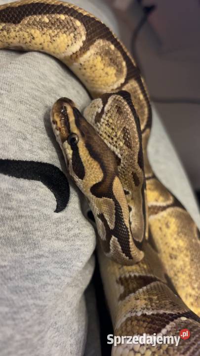 Pyton królewskiPython regius Pastel Samiec Pułtusk