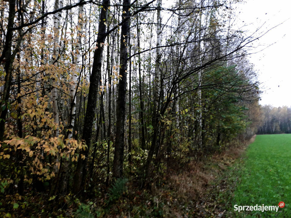 Działka Leśna Las 051 ha Kramkowo Sprzedaż sprzedam