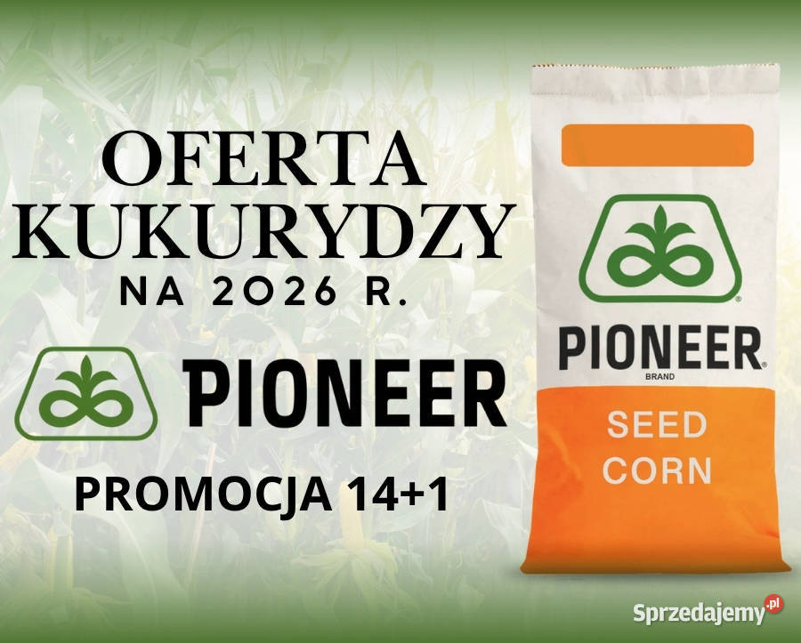Nasiona kukurydzy Pioneer P82000 FAO Z220230 Produkcja roślinna Czerniejewo