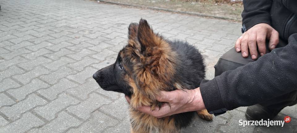 Szeniaki owczarek niemiecki Zębowice sprzedam