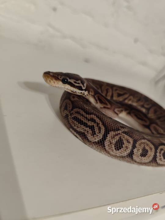 Samiczka pyton królewski Pruszków
