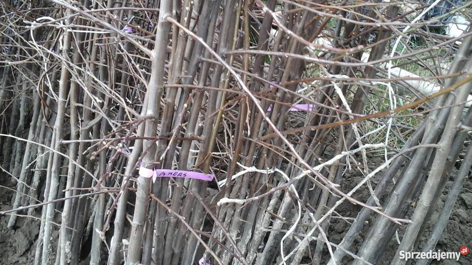 Sprzedam drzewka owocowe Skierniewice