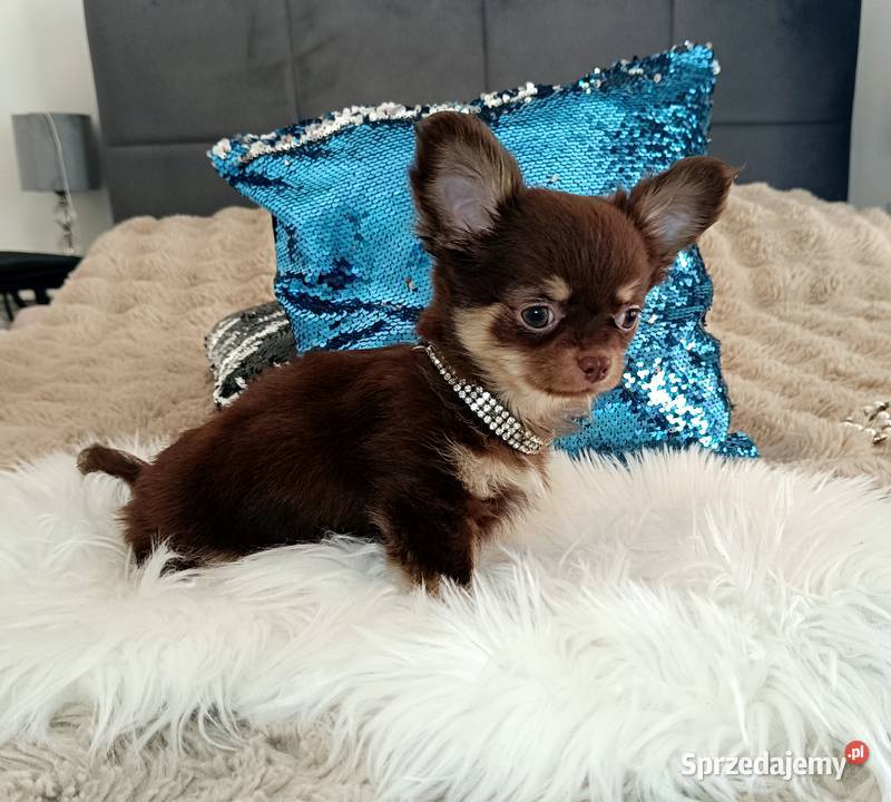 Chihuahua suczka czekoladowa długowłosa piękna Warszawa