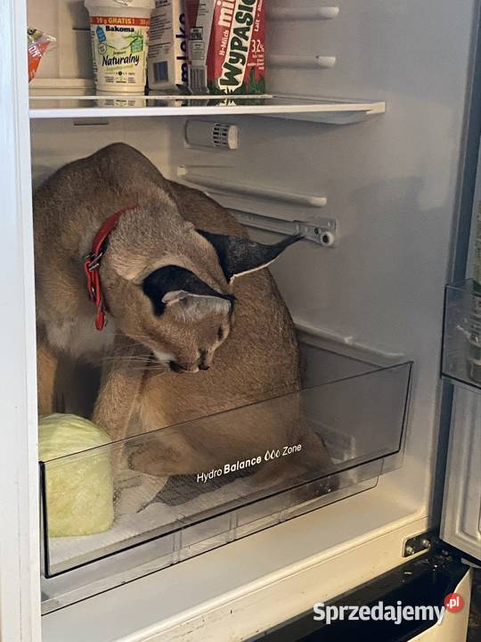 Karakal Stepowy Caracal dwuletnia samica Oleśnica