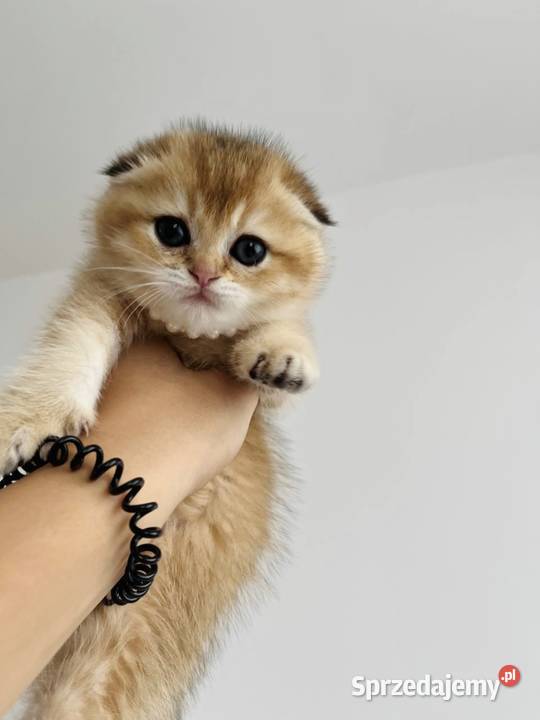 Kotka szkocka złota Scottish fold Do rezerwacji Wrocław