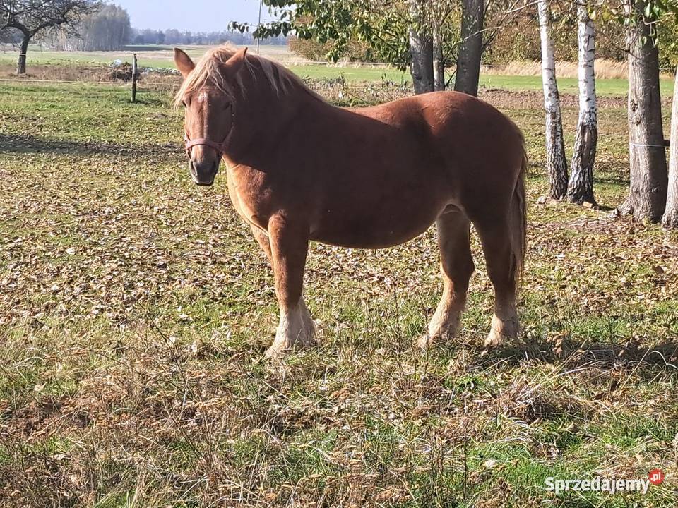 Klacz sokulską żrebna sprzedam