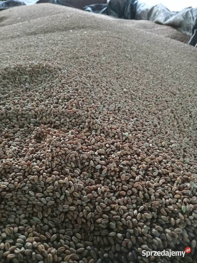 Pszenica Transport małopolskie Czułówek