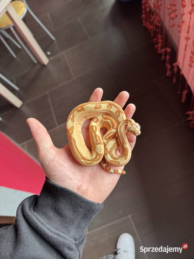 Samiec Boa Cesarski śląskie sprzedam