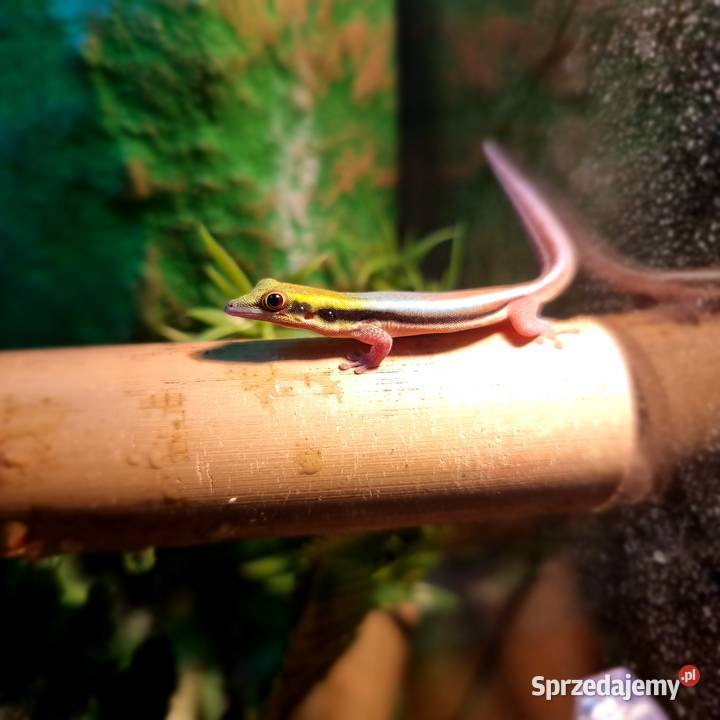 Sprzedam samce Phelsuma Klemmeri z terrarium Zwierzęta Wrocław