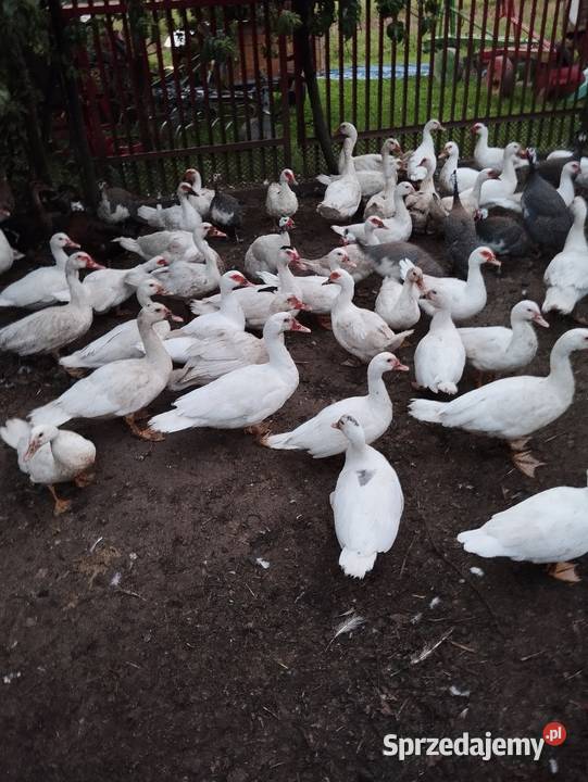 Sprzedam kaczki Wapienne
