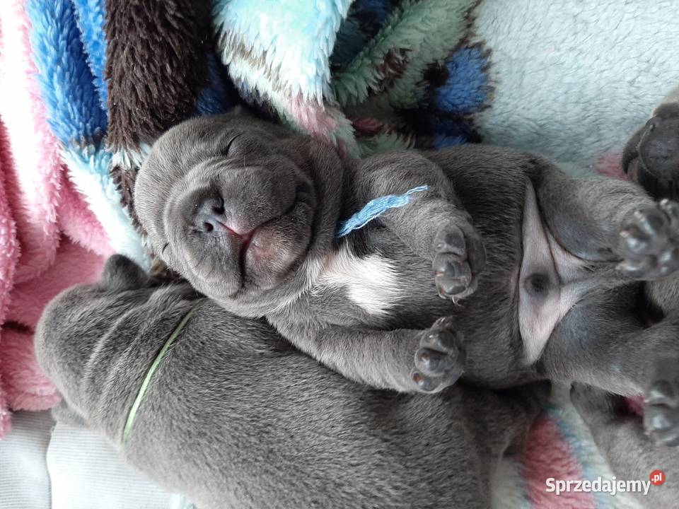 Buldog francuski blue Pomiechówek
