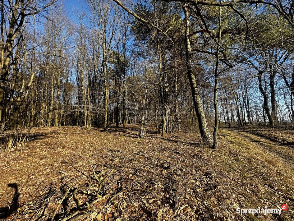 Las 6500m2 w Marysin gmina Rejowiec Sprzedaż lubelskie